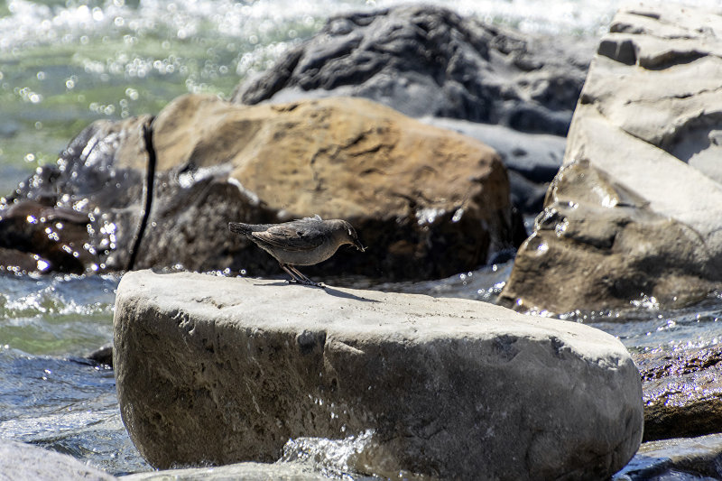 American Dipper