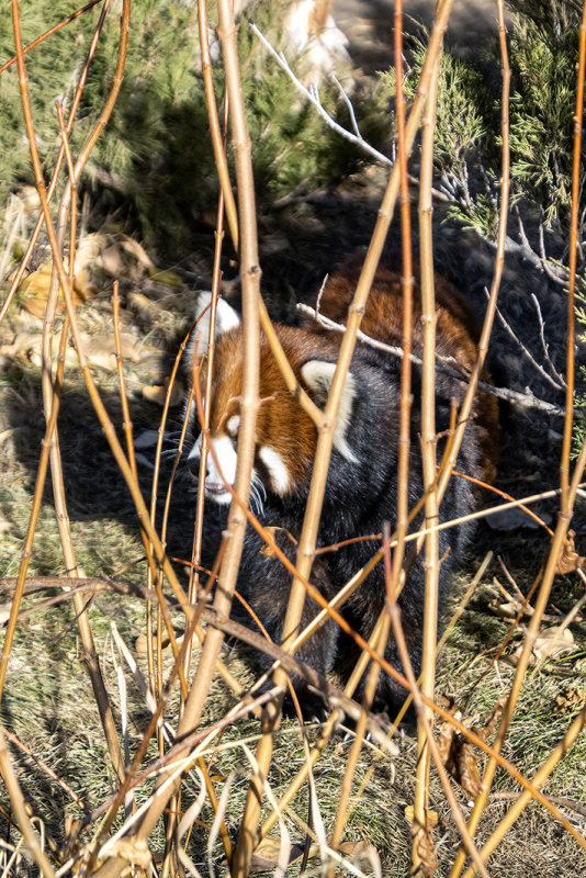Red Panda