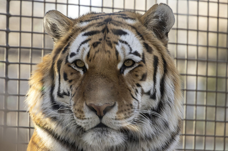 Amur Tiger