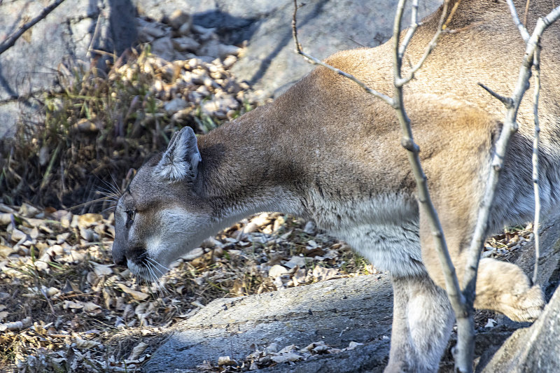 Cougar