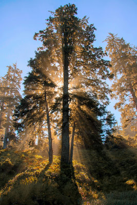 Back-lit Spruce