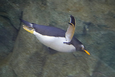 Canon EOS RP - Calgary Zoo March 2019