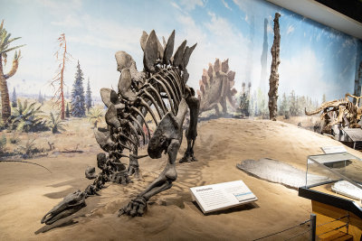 Stegosaurus