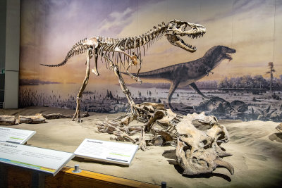 Gorgosaurus & Centrosaurus