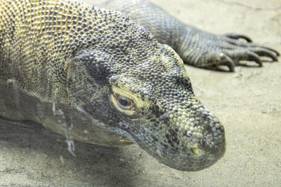 Komodo Dragon