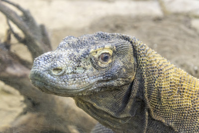 Komodo Dragon