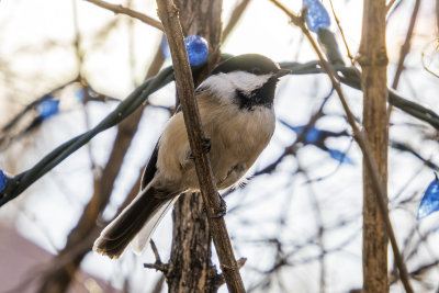 Black Capped Chickadee