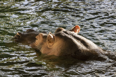Hippopotamus
