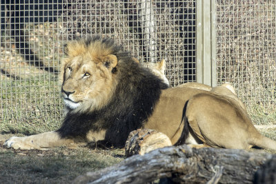 African Lion
