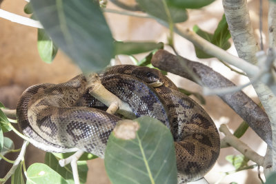 Madagascar Tree Boa