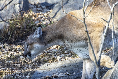 Cougar