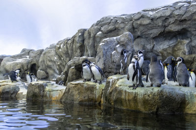 Humboldt, King and Rockhopper Penguins