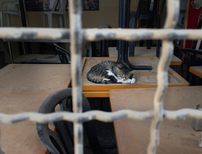 cat IMG_0218w.JPG