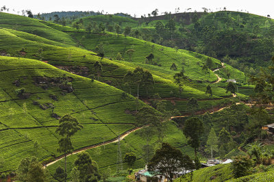 Sri Lanka