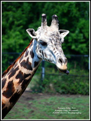 I caught this guy at our local zoo.