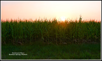 Sunset Over The Corn