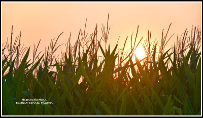 Sunset Over The Corn
