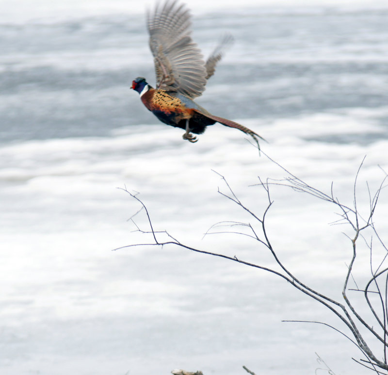 DSC07164a.JPG