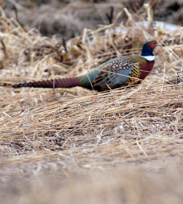 Pheasants and Grouse