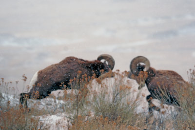 bighorns