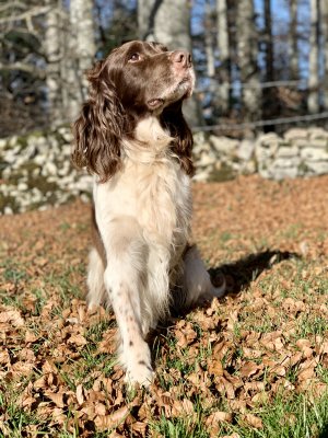 Spaniels in Autumn