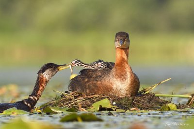 grebes