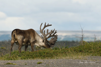 _DSC7756D500fait copie.jpg