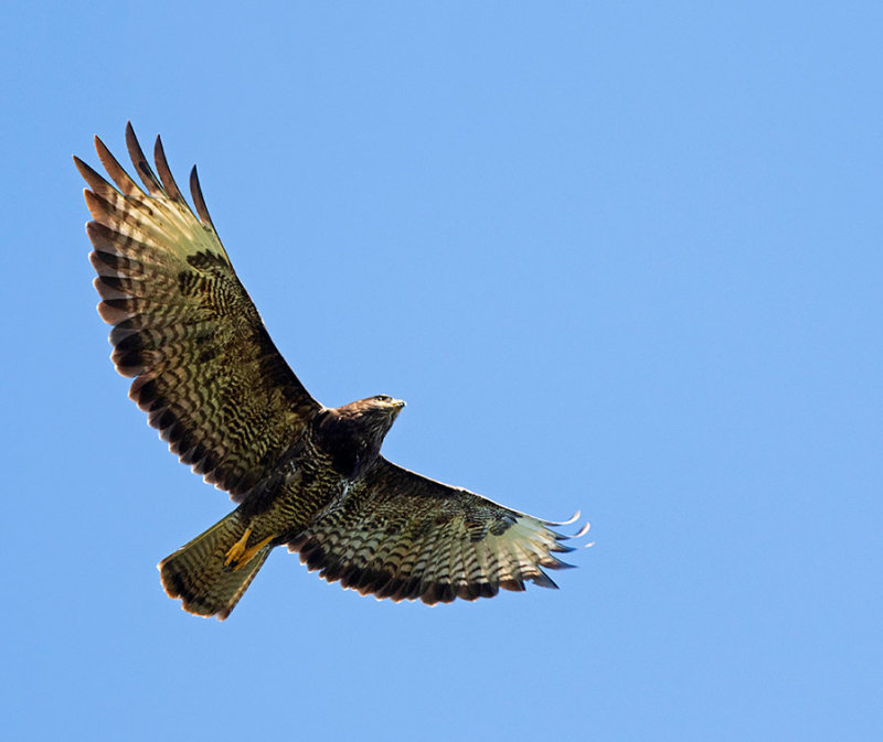 Common Buzzard, adult