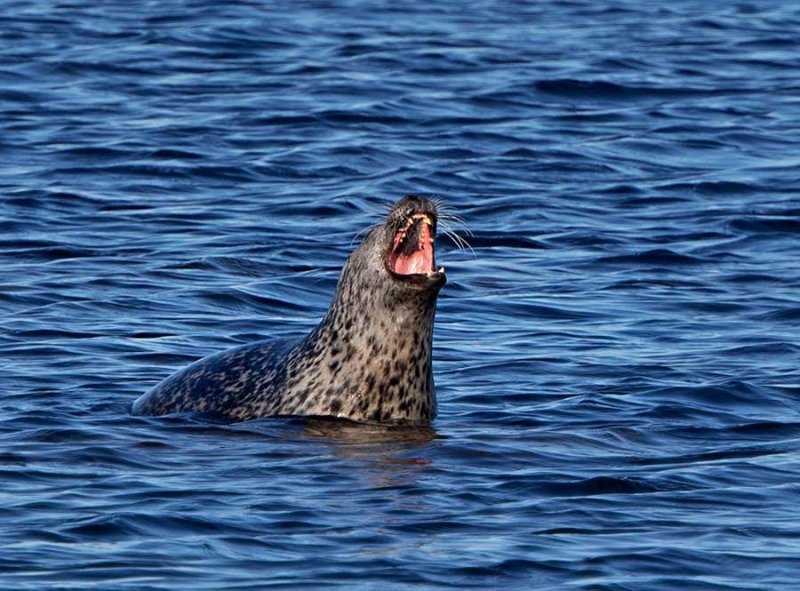 Common Seal, yawning, Knubbsäl