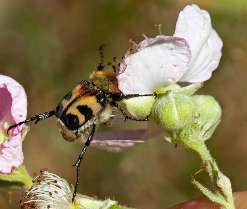 Humlebagge, (Trichius fasciatus)