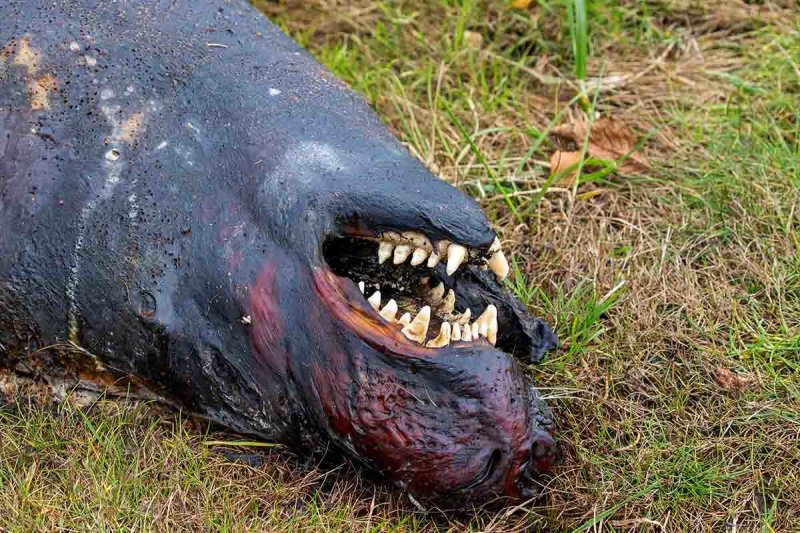 Grey Seal, found ded on the beach