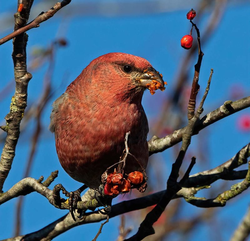 Pine Grosbeak, male