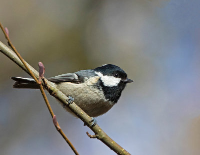 Coal Tit, male