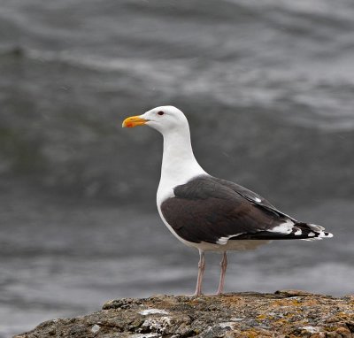 Great Black-backed Gull, (Havstrut)