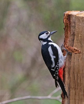 Great Spotted Woodpecker, female