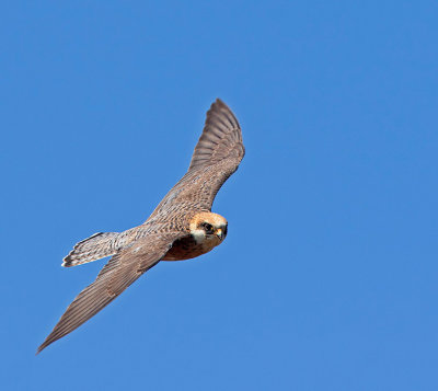 Red-footed Falcon, adult female
