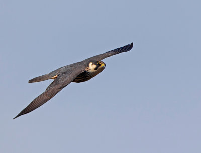 Eurasian Hobby, adult