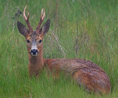 European Roe Deer, male