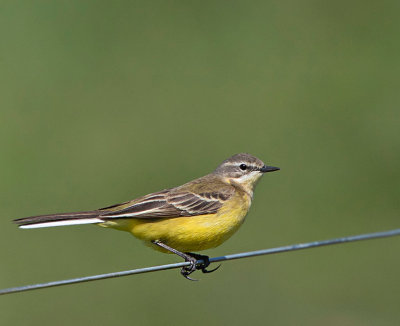 Yellow Wagtail, female
