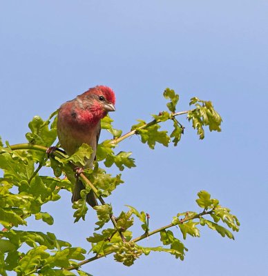Common Rosefinch, adult male