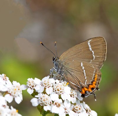 Almsnabbvinge, (Satyrium w-album)