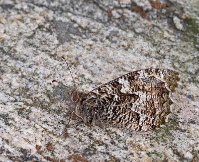 Sandgräsfjäril, (Hipparchia semale)