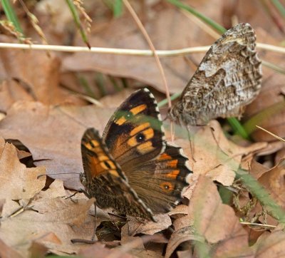 Sandgräsfjäril, female to left