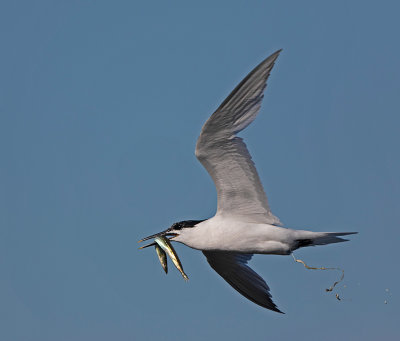 Sandwich Tern, (Kentsk tärna)