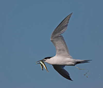 Sandwich Tern, adult with fish, (tobis)