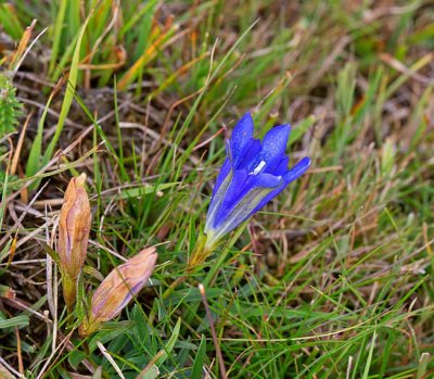 Gentianaväxter, (Gentianaceae)