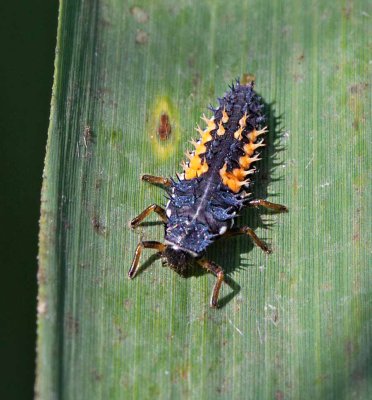 Harlekinnyckelpiga, (Harmonia axyridis), larv