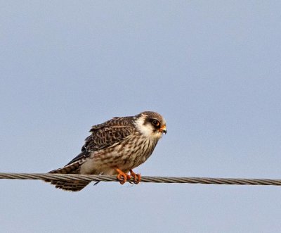 Red-footed Falcon, juv.