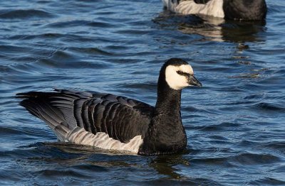 Barnacle Goose, adult