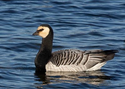 Barnacle Goose, adult